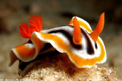 Chromodoris magnifica. Malapascua. by Anouk Houben 